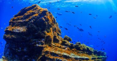 Hoy te presentamos las mejores zonas para bucear en las Islas Canarias, desde La Palma hasta La Graciosa, pasando por Tenerife.